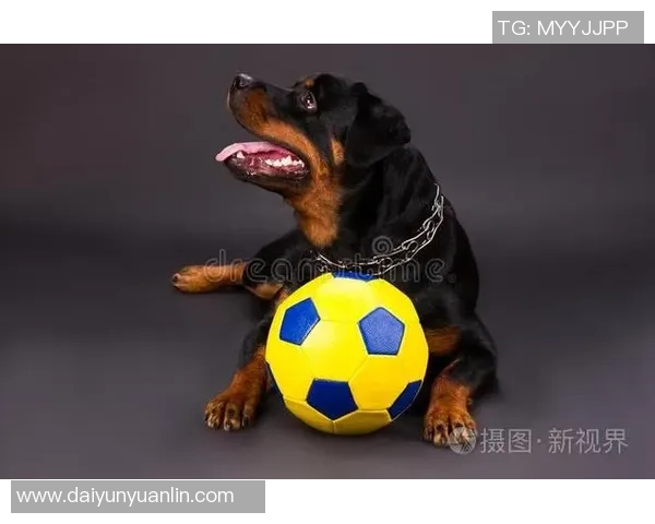 汪星人足球明星的精彩瞬间与背后的感人故事